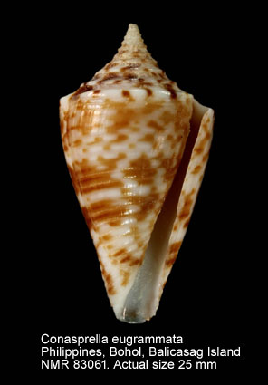 Conasprella eugrammata (4).jpg - Conasprella eugrammata(Bartsch & Rehder,1943)